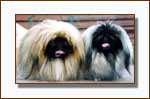 Ikrus Hobbi Zerro (left) & Ikrus Hobbi Domenika (right)